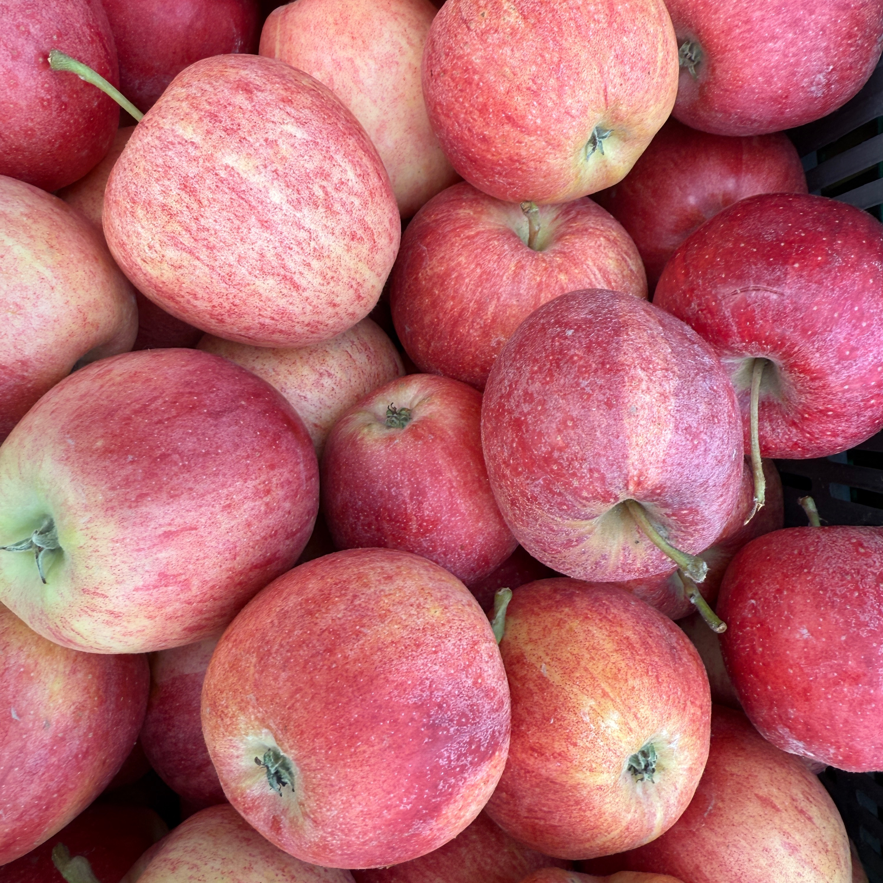 Pomme royal gala - 500g