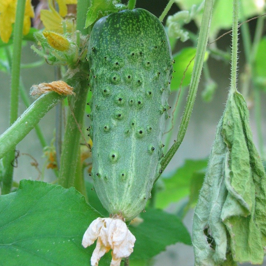 Cornichon amélioré de Bourbonne - godet 8 cm