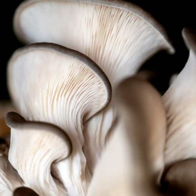 Pleurotes