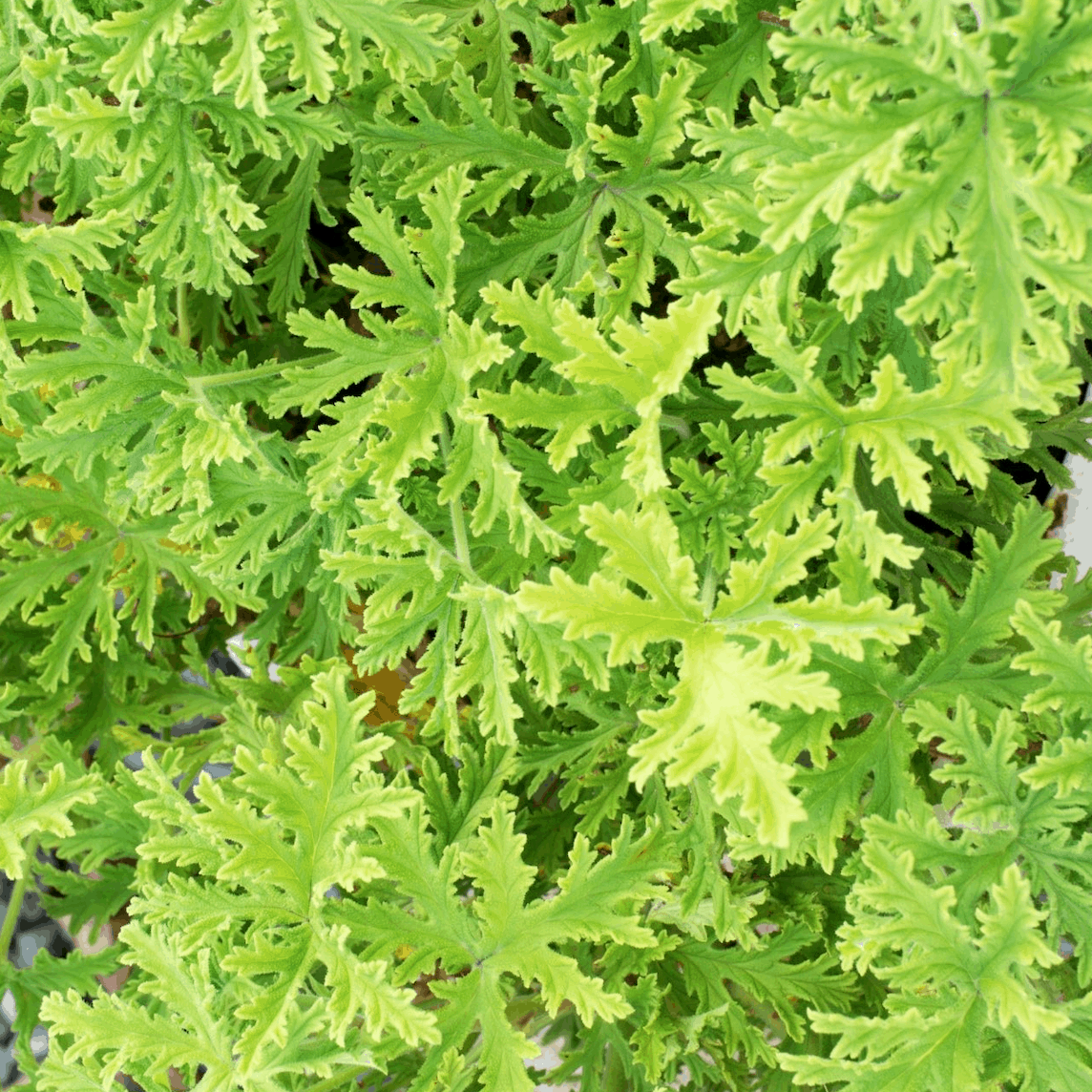 Feuilles de Géranium rosat (par 15)