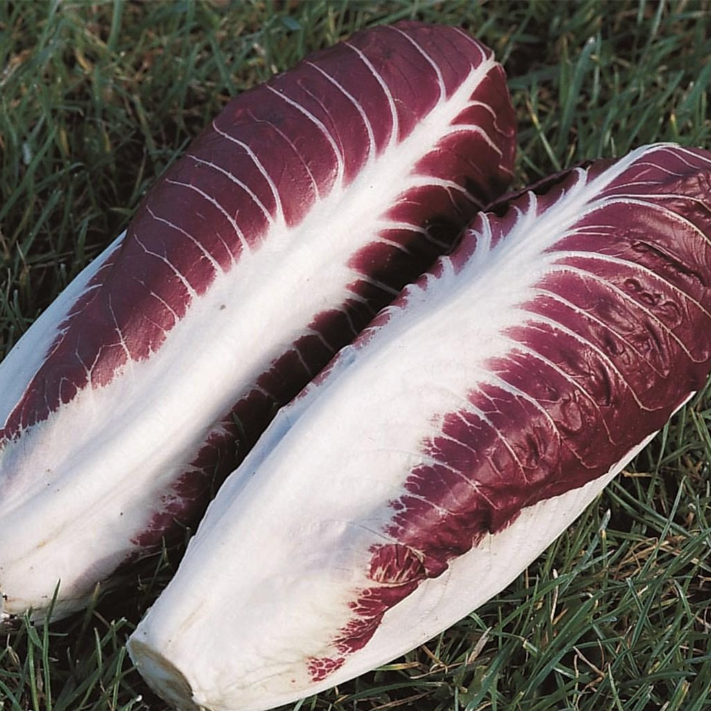 Radicchio