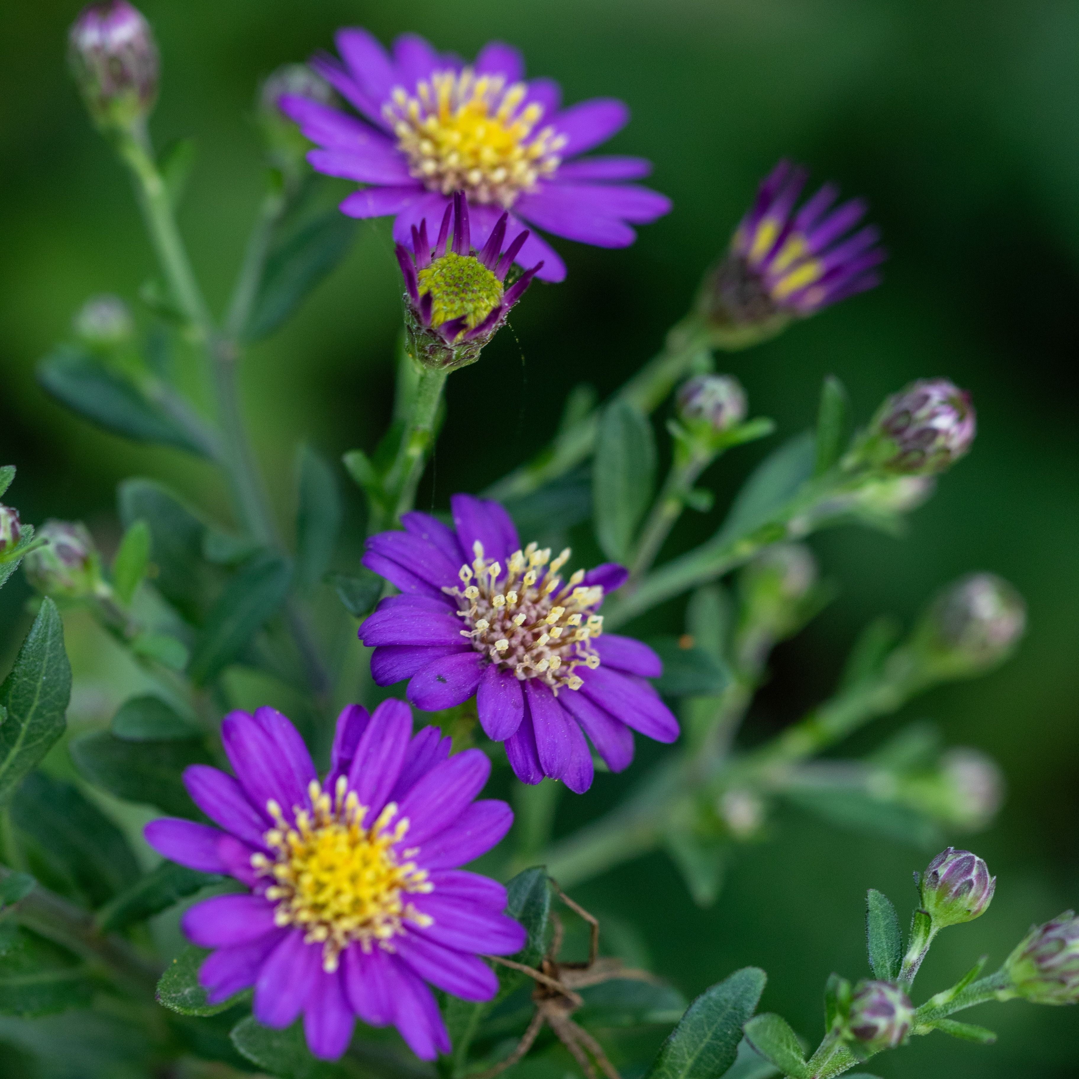 Aster ageratoïdes 'Ezo Murazaki'