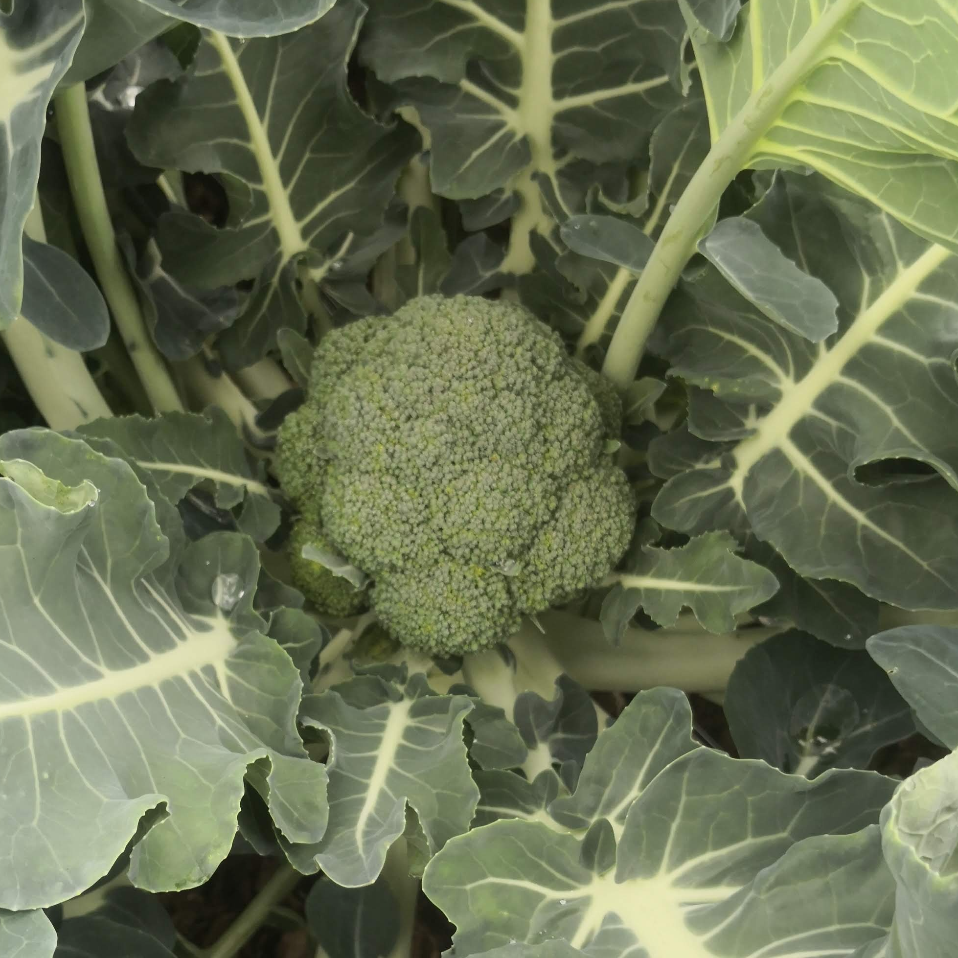 Brocoli - 400g