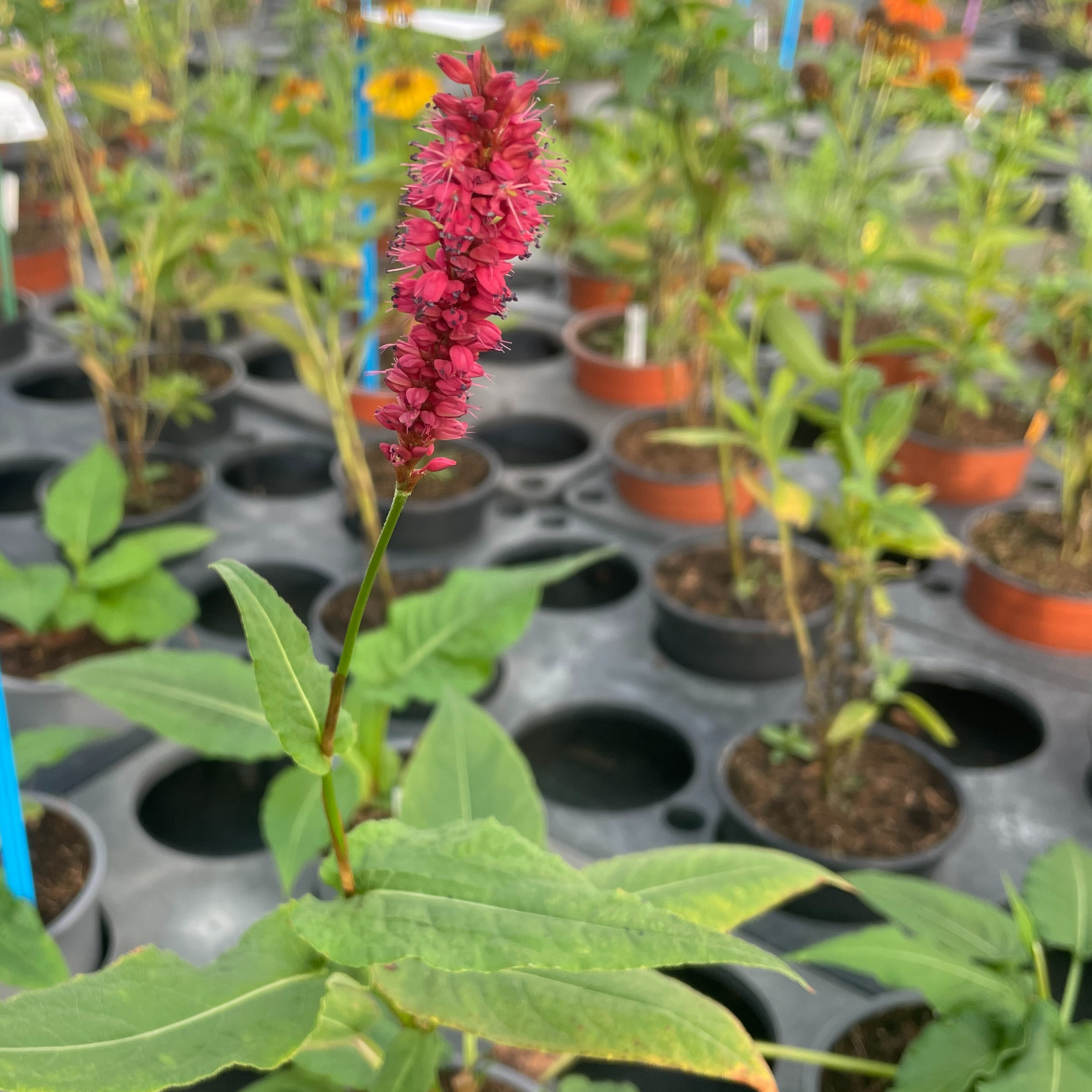 Persicaria amplexicaulis