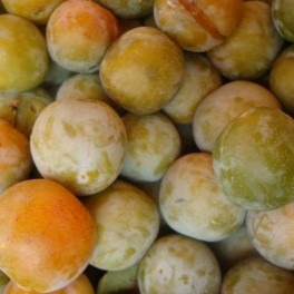 Prunier - Prunus domestica "Reine Claude Dorée"