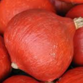 1 potimaron bio ab du jardin cat 2 vrac