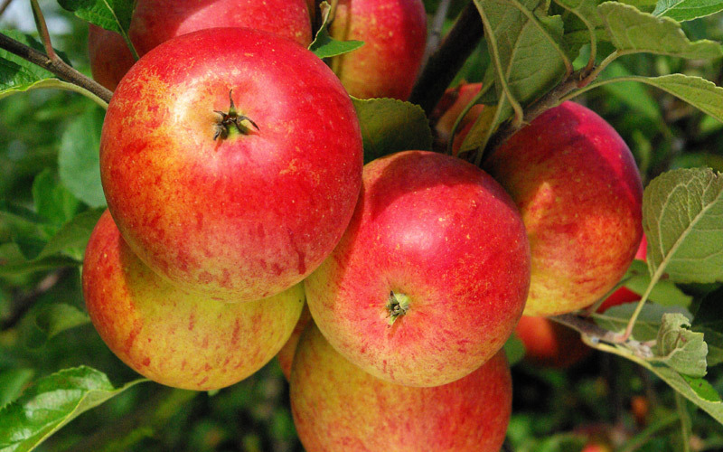 Pommier - Malus domestica "Cox's Orange Pippin"