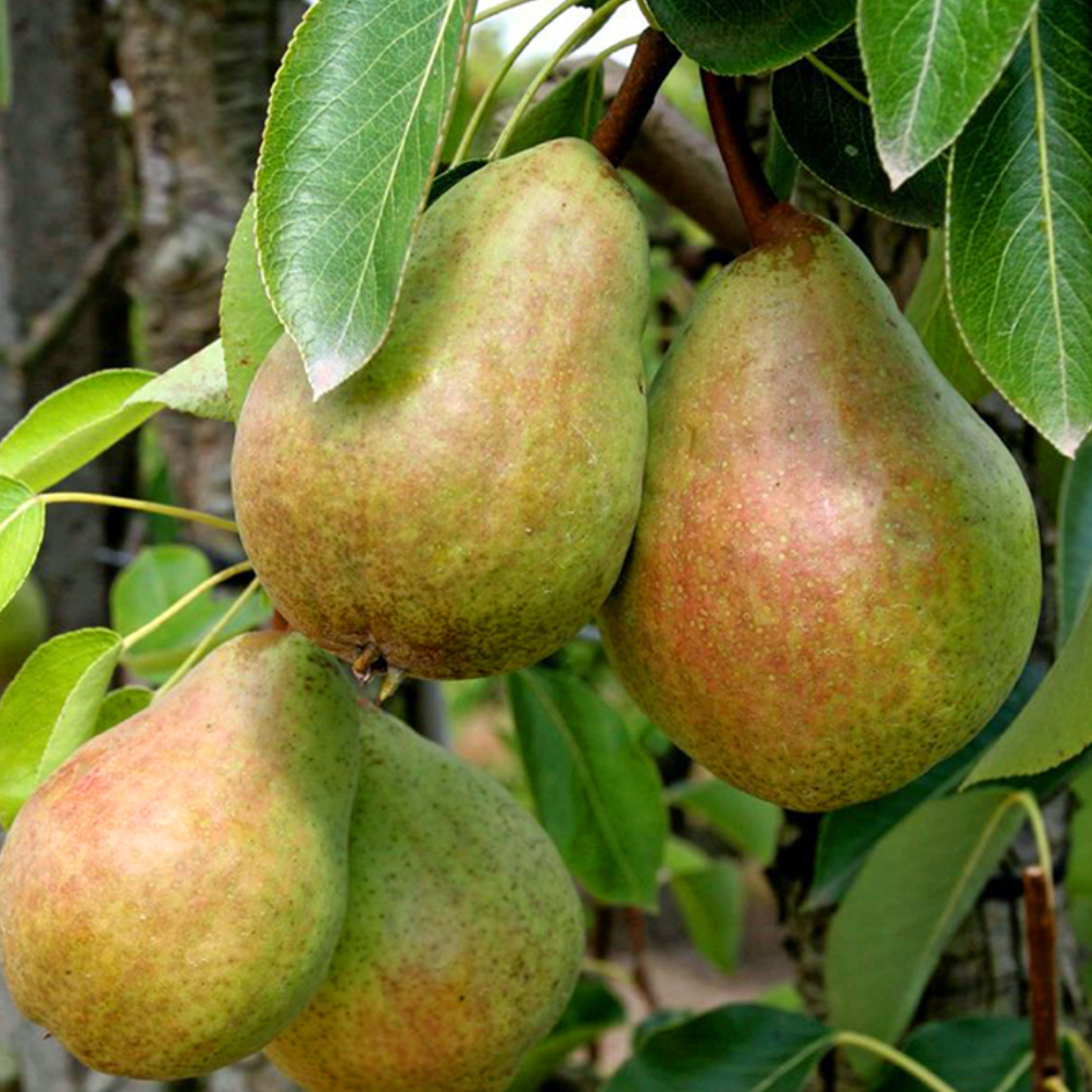 Poirier 'Beurré Clairgeau' / OHF87 Racines nues