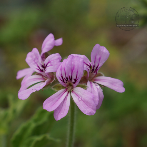 GÉRANIUM 'ATTAR OF ROSES' Bio