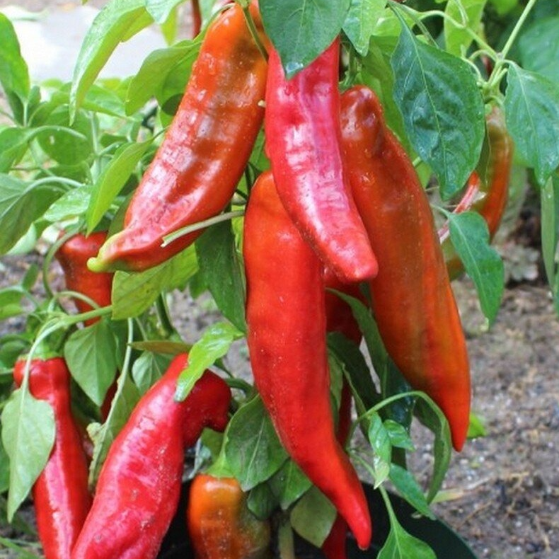 Poivron Corno di toro en godet 8 cm