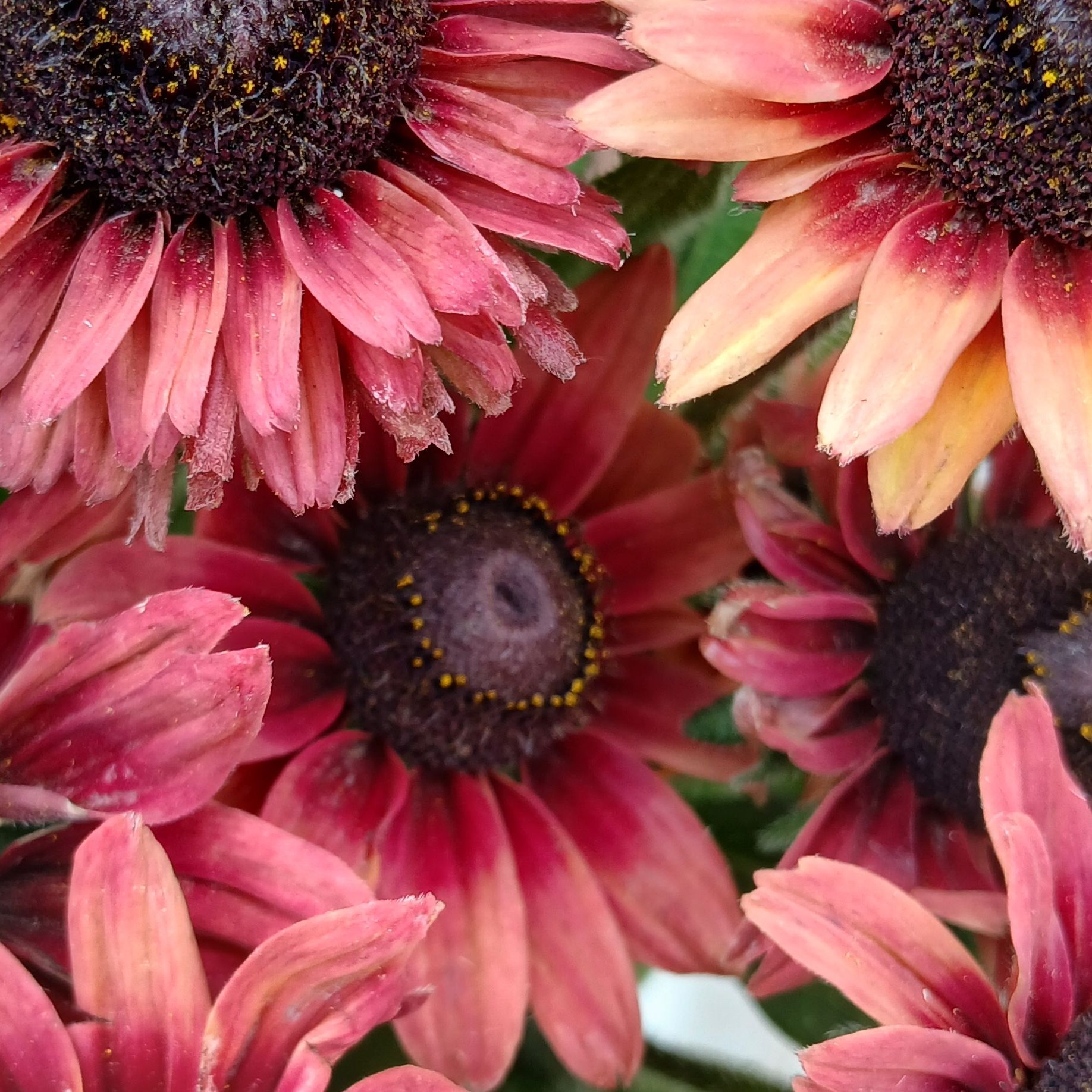 Rudbeckia 'Sahara' (35cm)