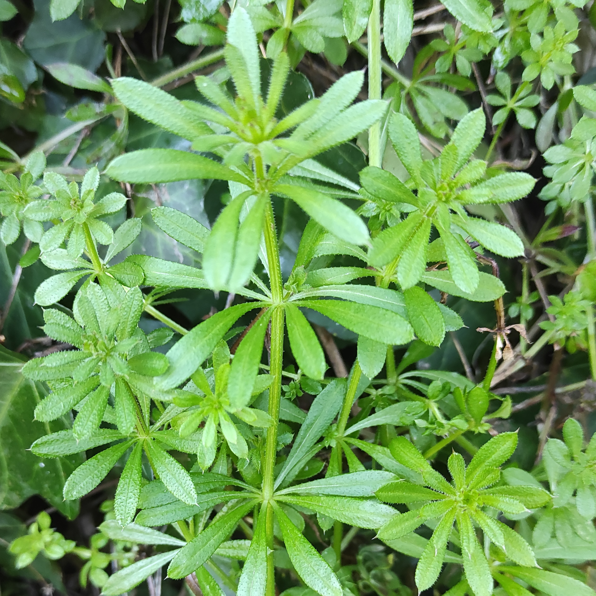 Alcoolature Gaillet Gratteron