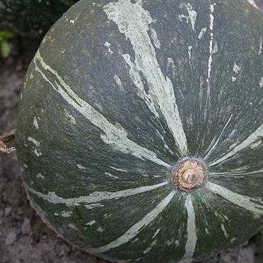 Plant Potimarron Vert Délicat - 150g