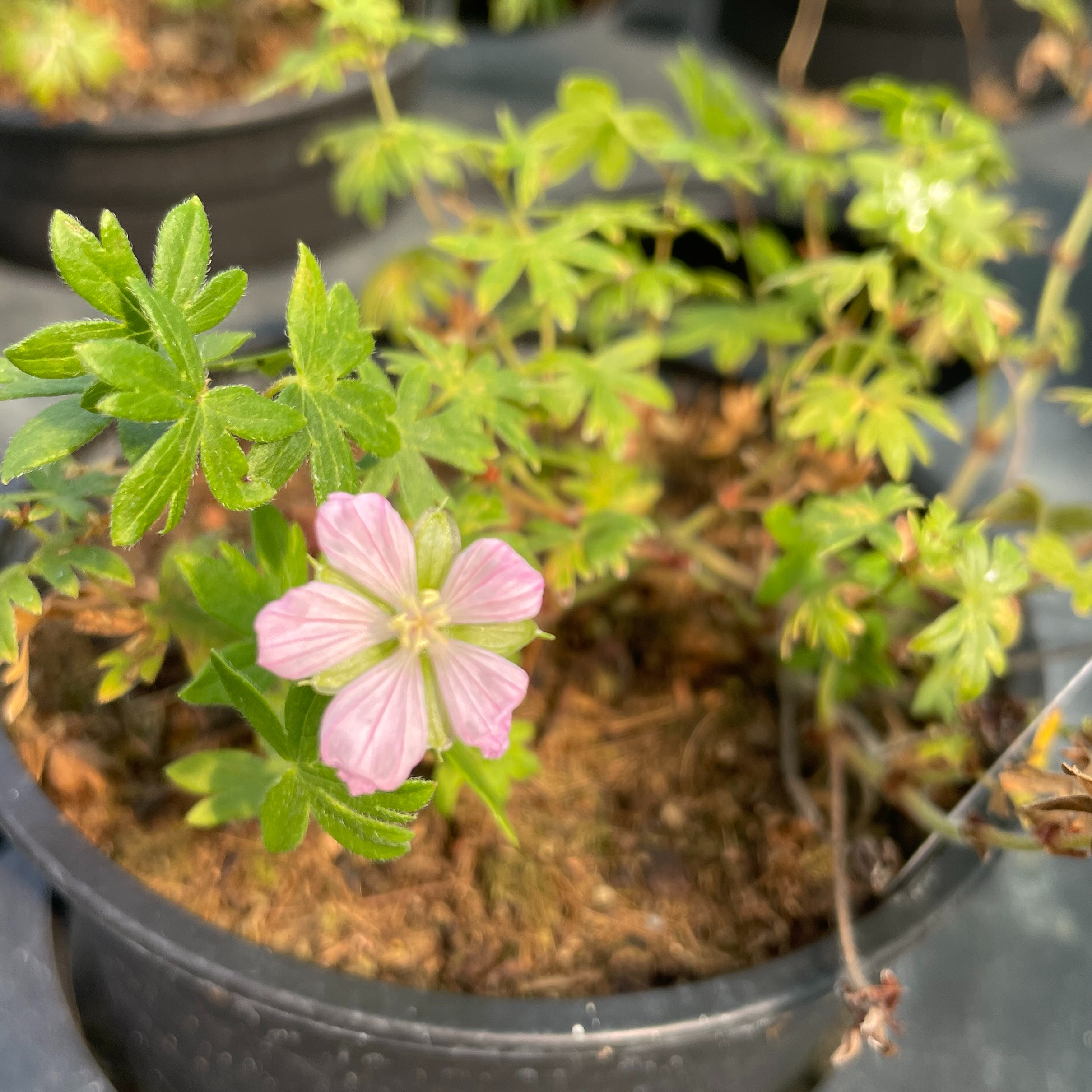 Geranium sanguineum ‘Pink Pouffe’