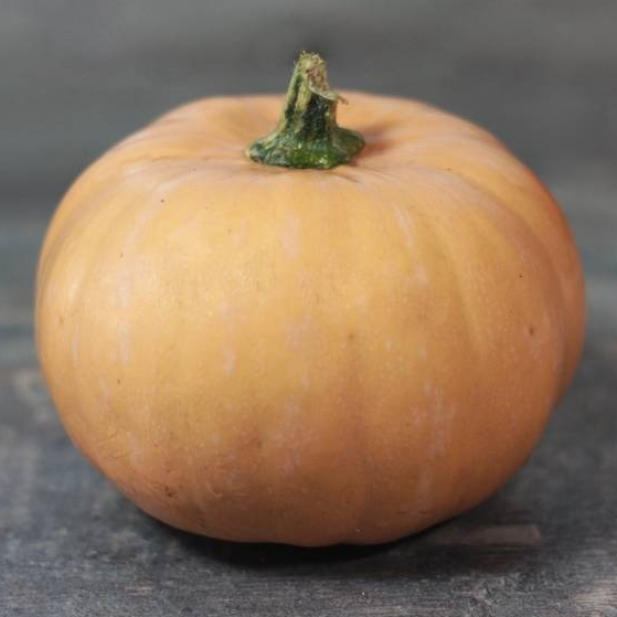 Courge Carat - Mini Muscade de Provence en godet 8 cm