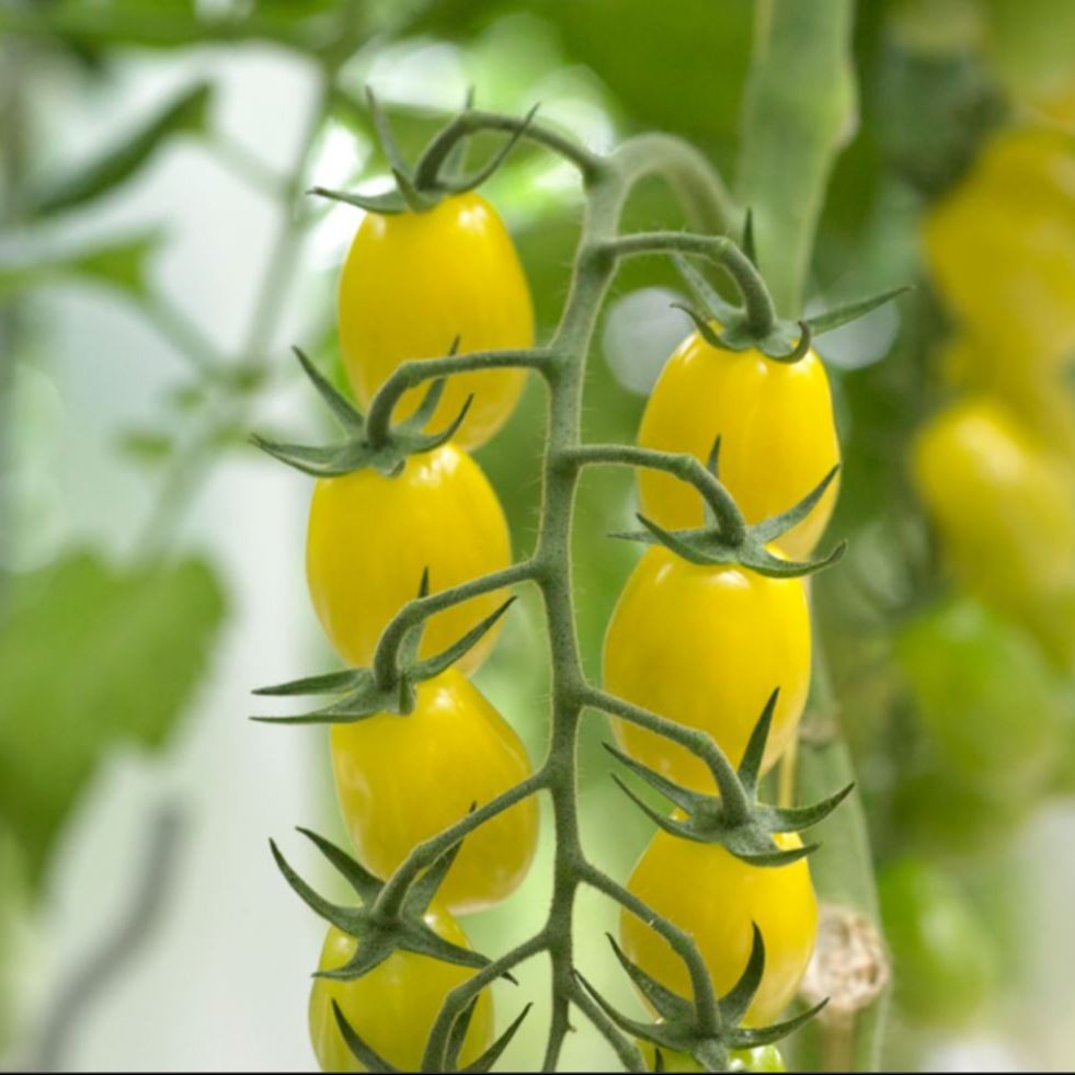 Tomate apéritif barquette 400g