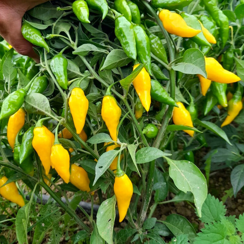 Plant de piment- Limon Chile