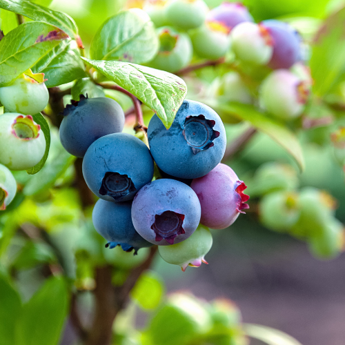 MYRTILLIER Brigitta Blue Bio