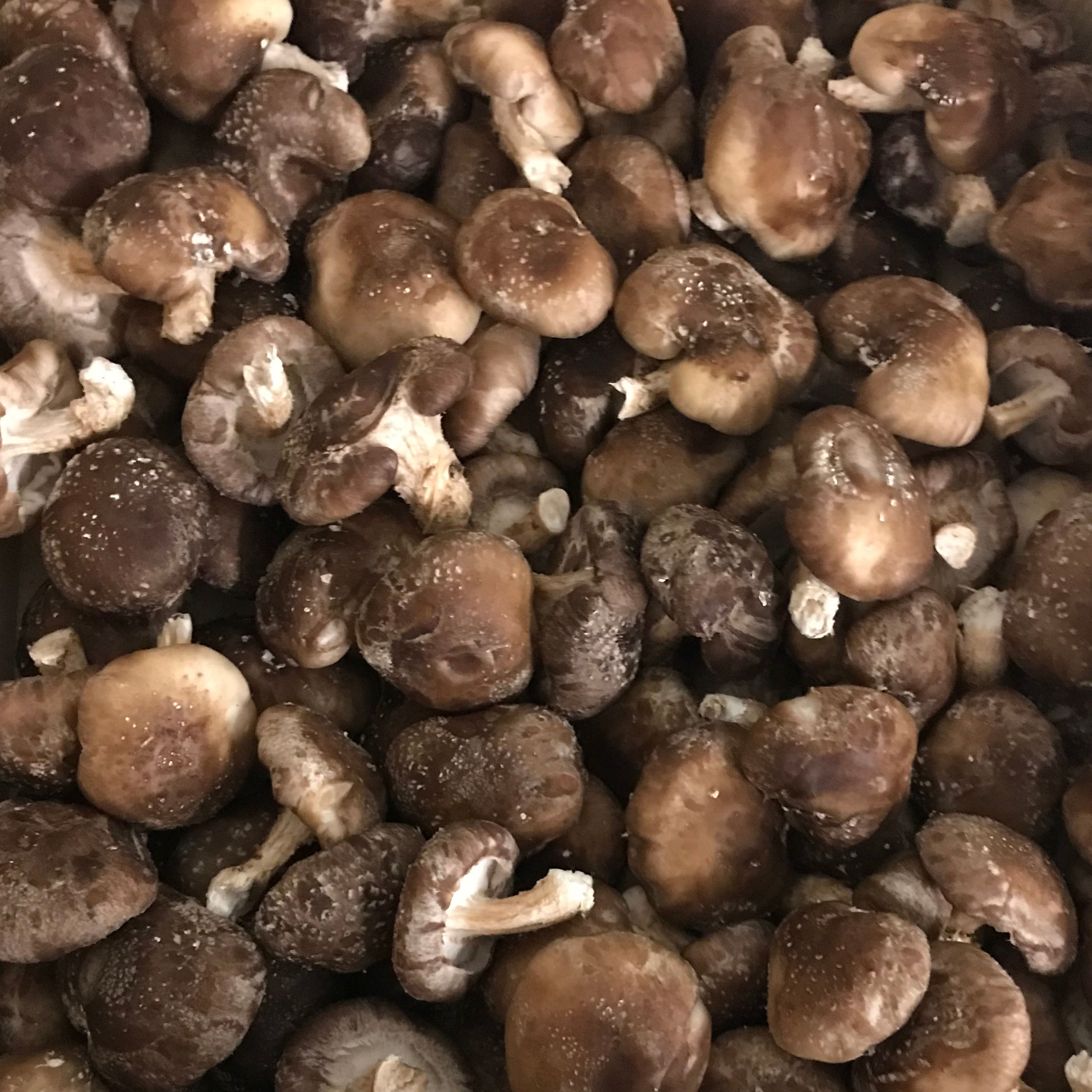 Champignons Shiitake - La Tanière des gones