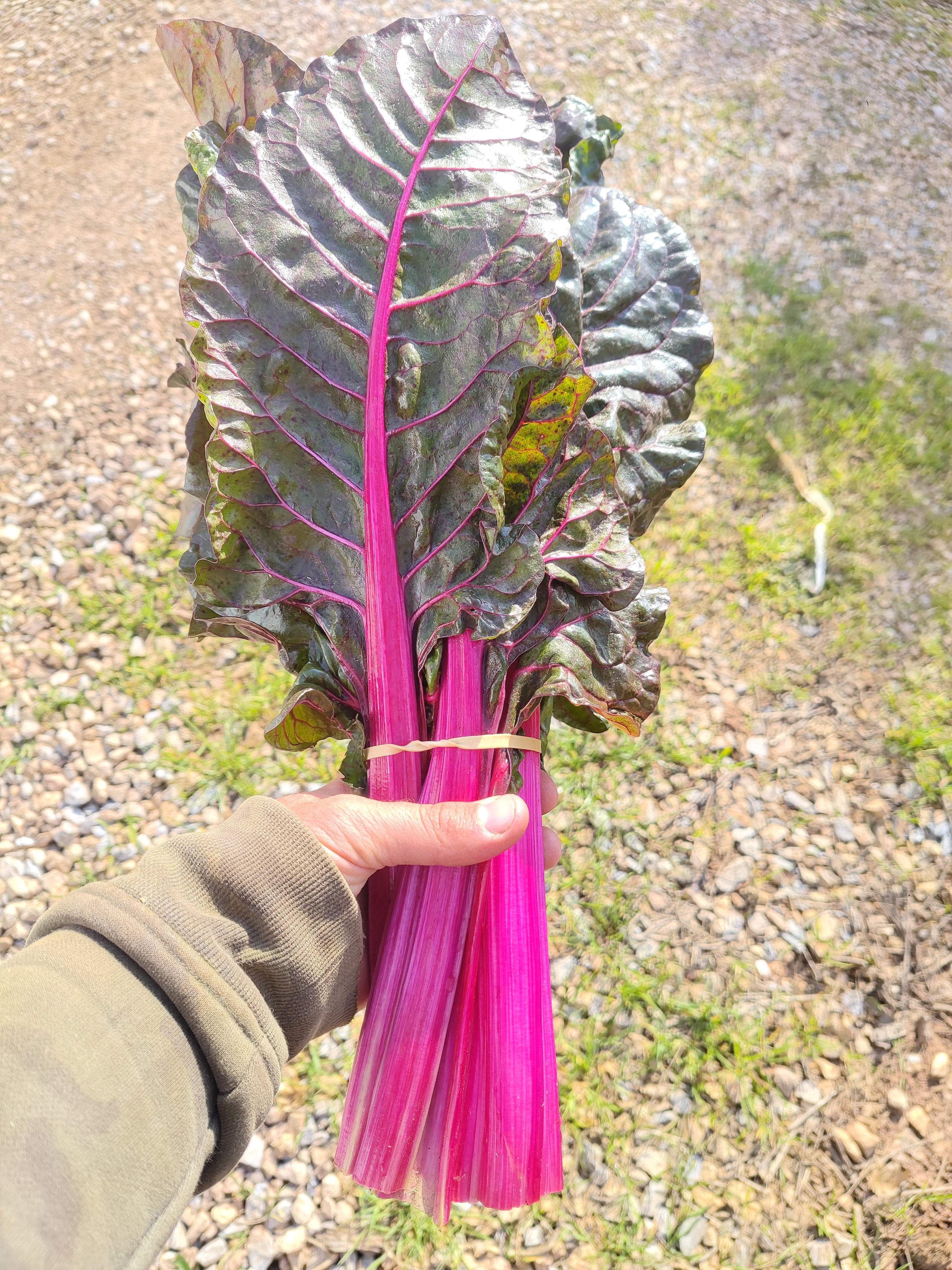 Blettes colorés botte