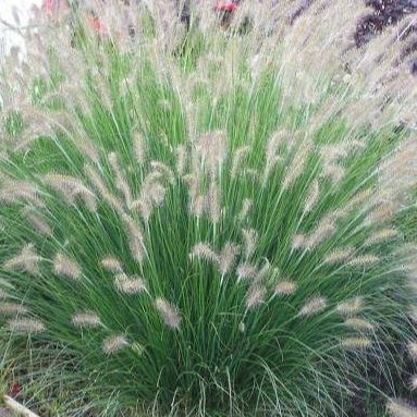Herbe aux écouvillons - Pennisetum alopecuroides "Hameln"