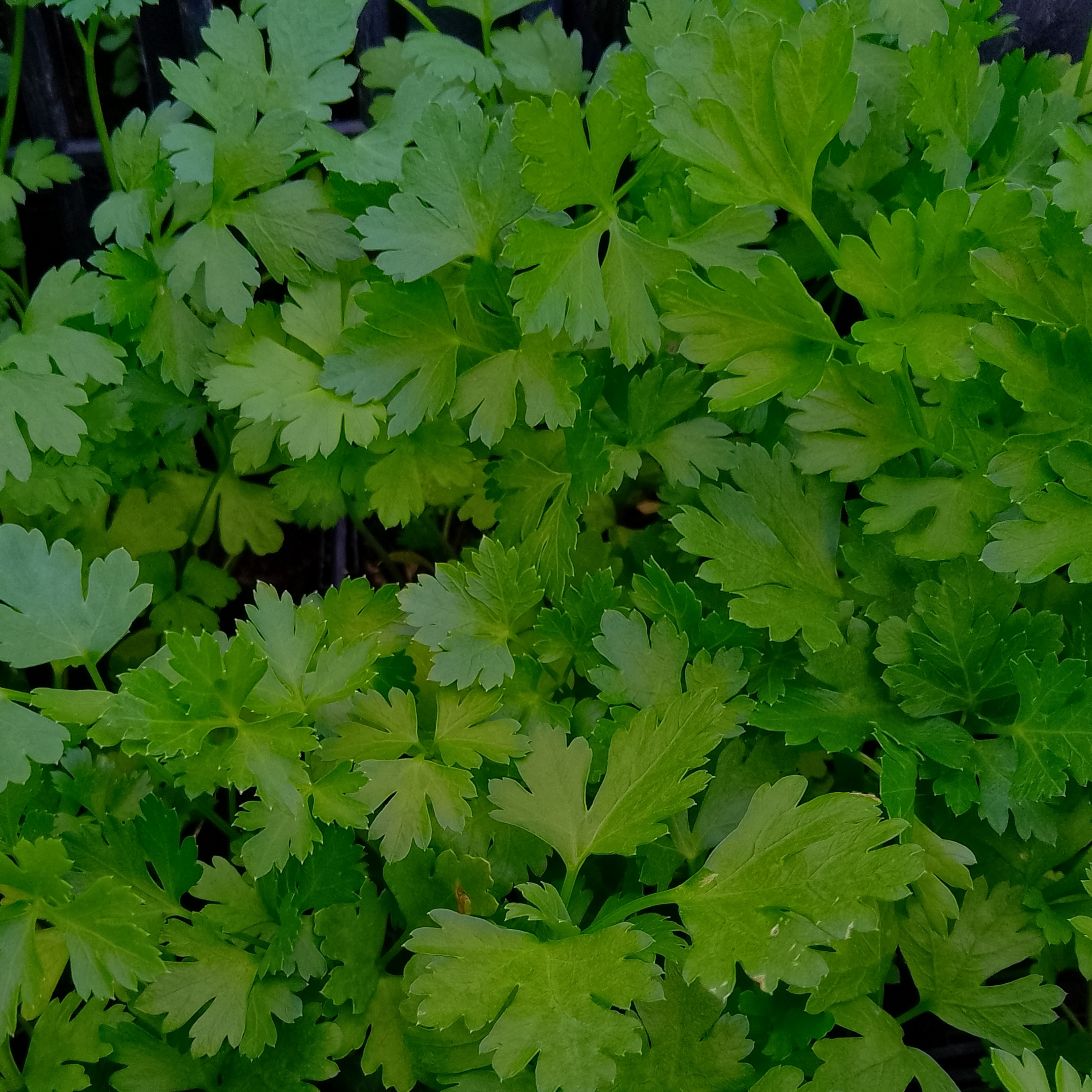 Plant de persil plat