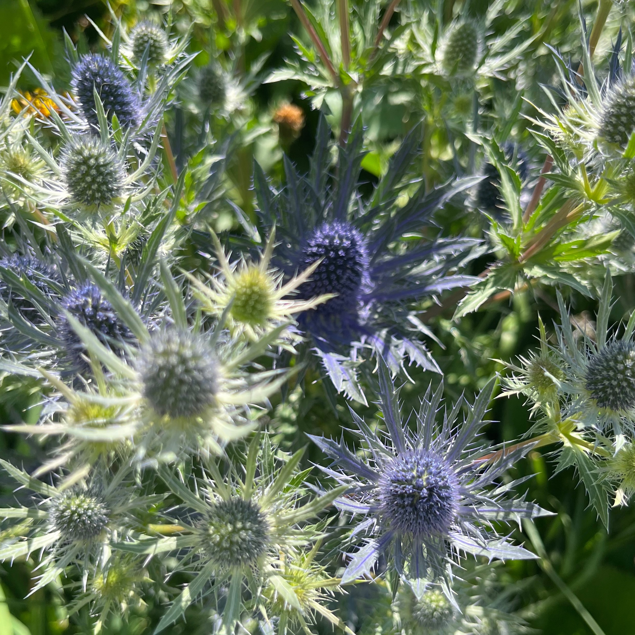 ERYNGIUM bleu