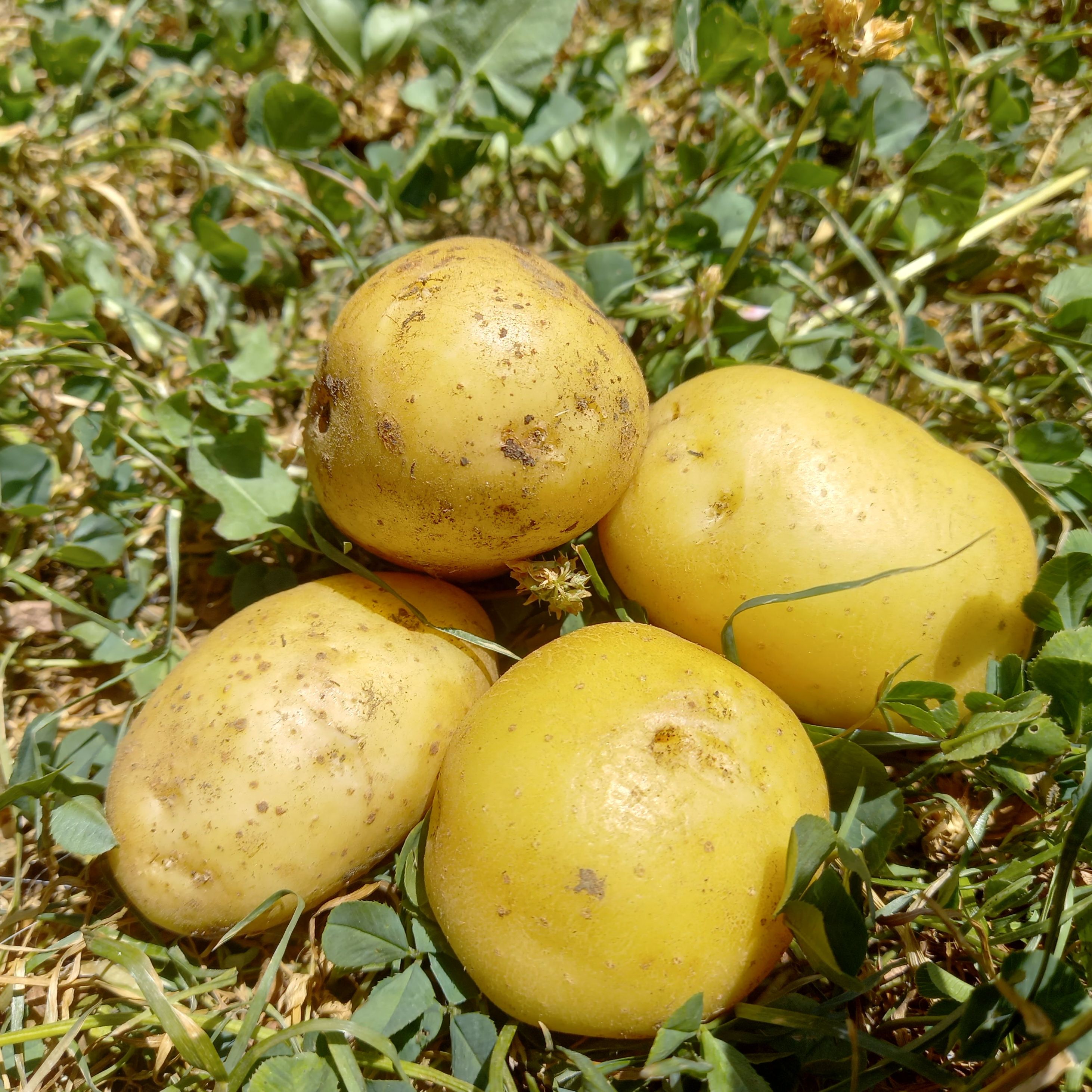 Pomme de Terre nouvelle