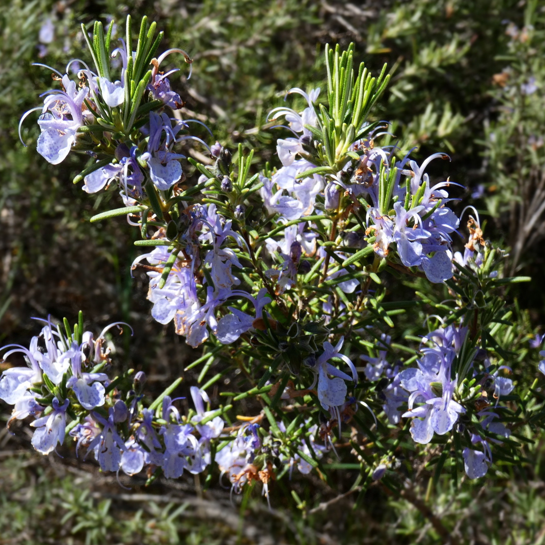 Romarin officinal 'Boule’
