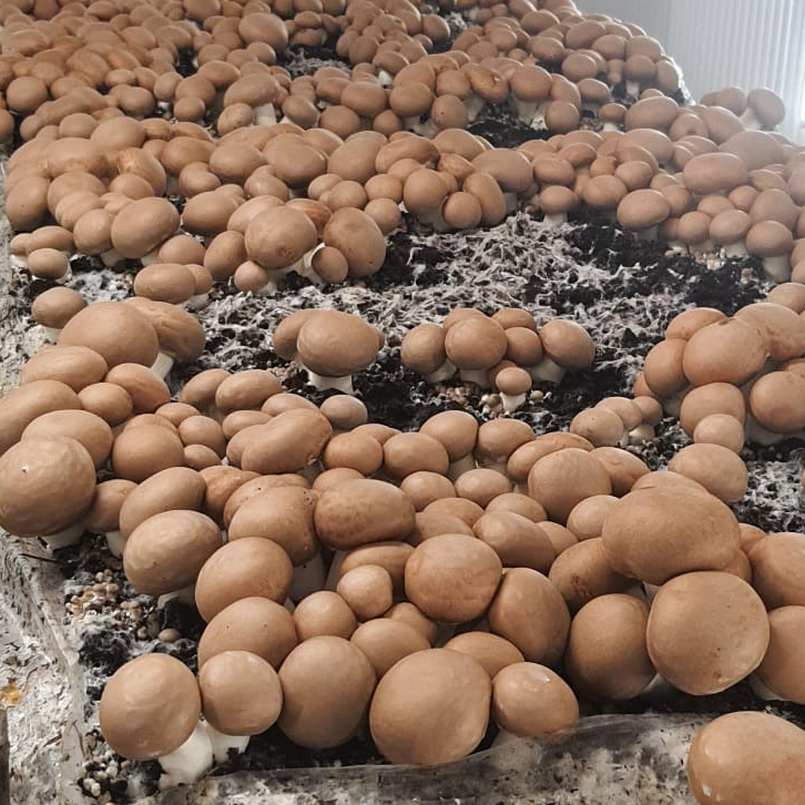 Champignons de Paris - La Tanière des gones