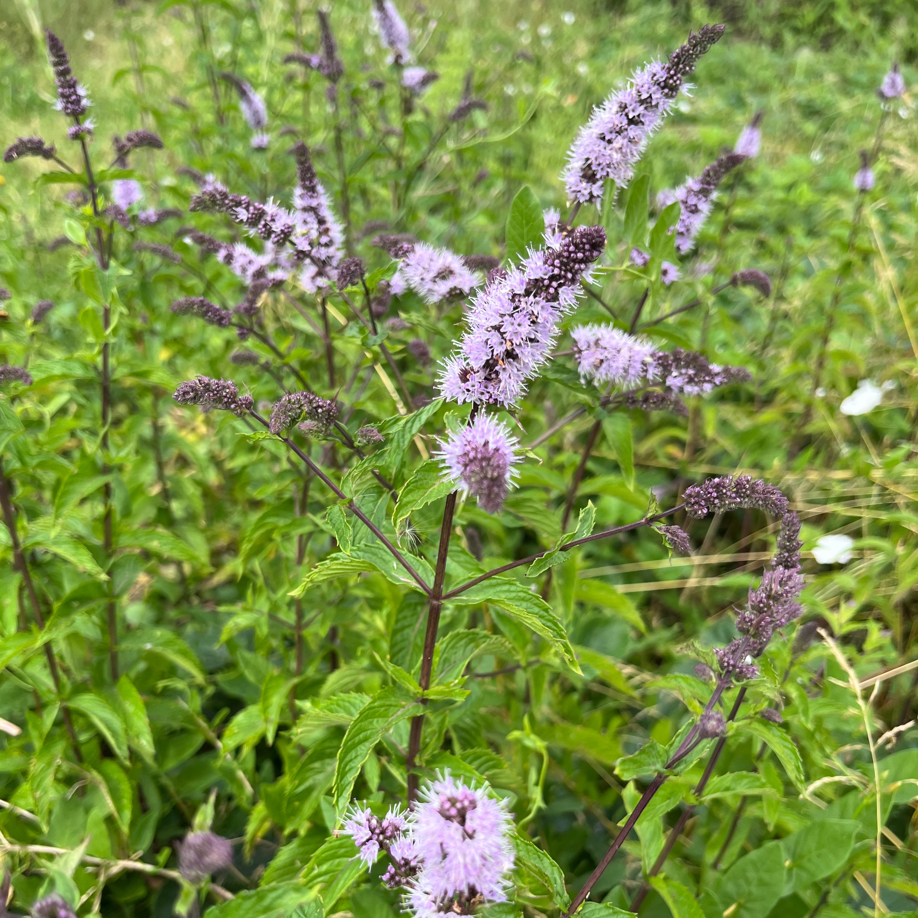 MENTHE feuillage
