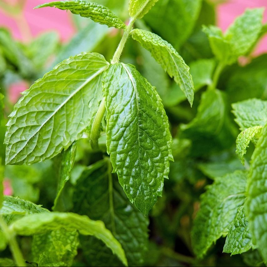 Menthe (Mentha spicata subsp. Tomentosa) 'Figue' - 1l