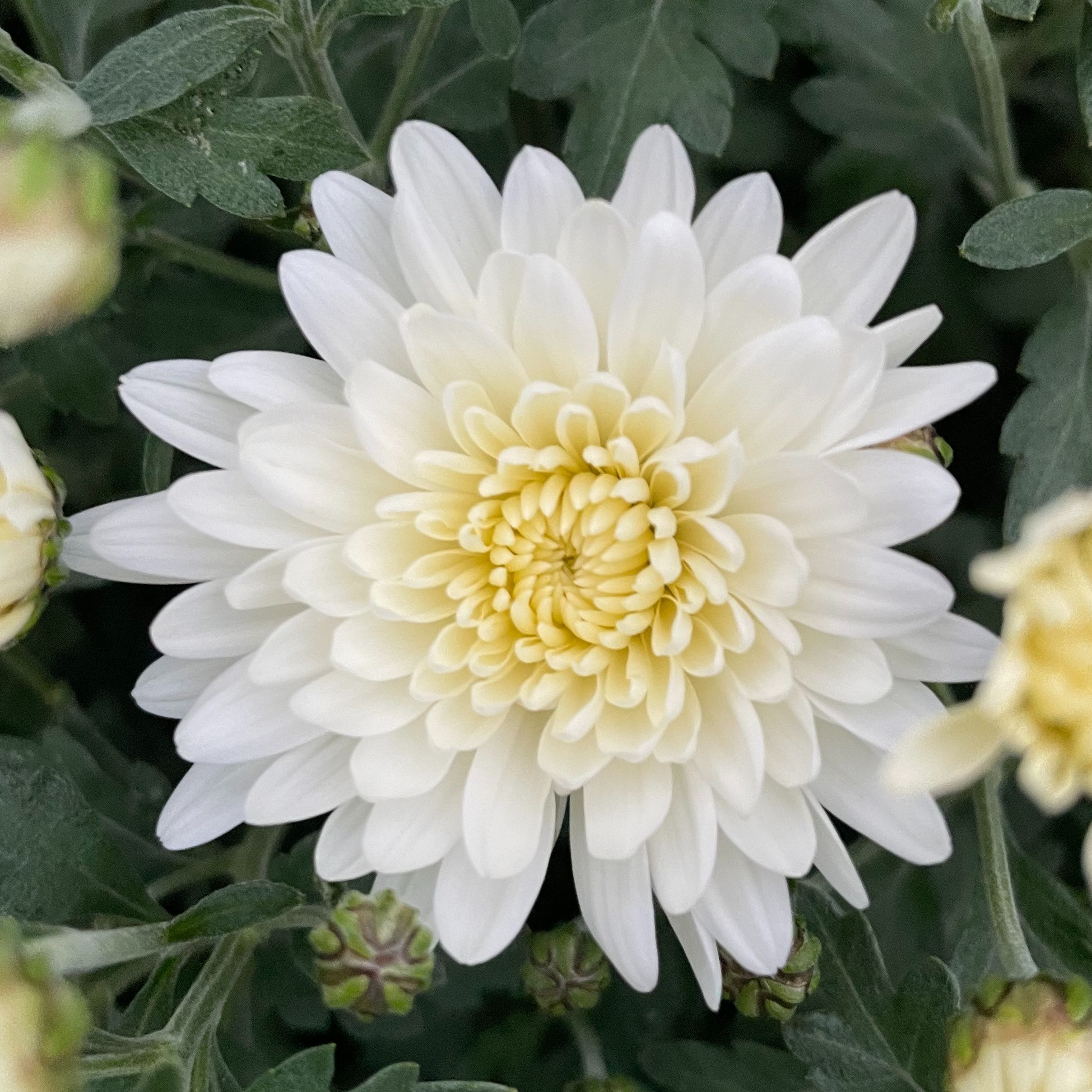 Chrysanthème Talys Blanc
