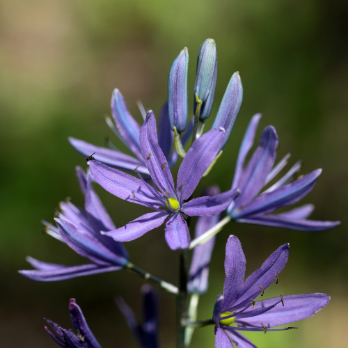 JACINTHE DES INDIENS Bio