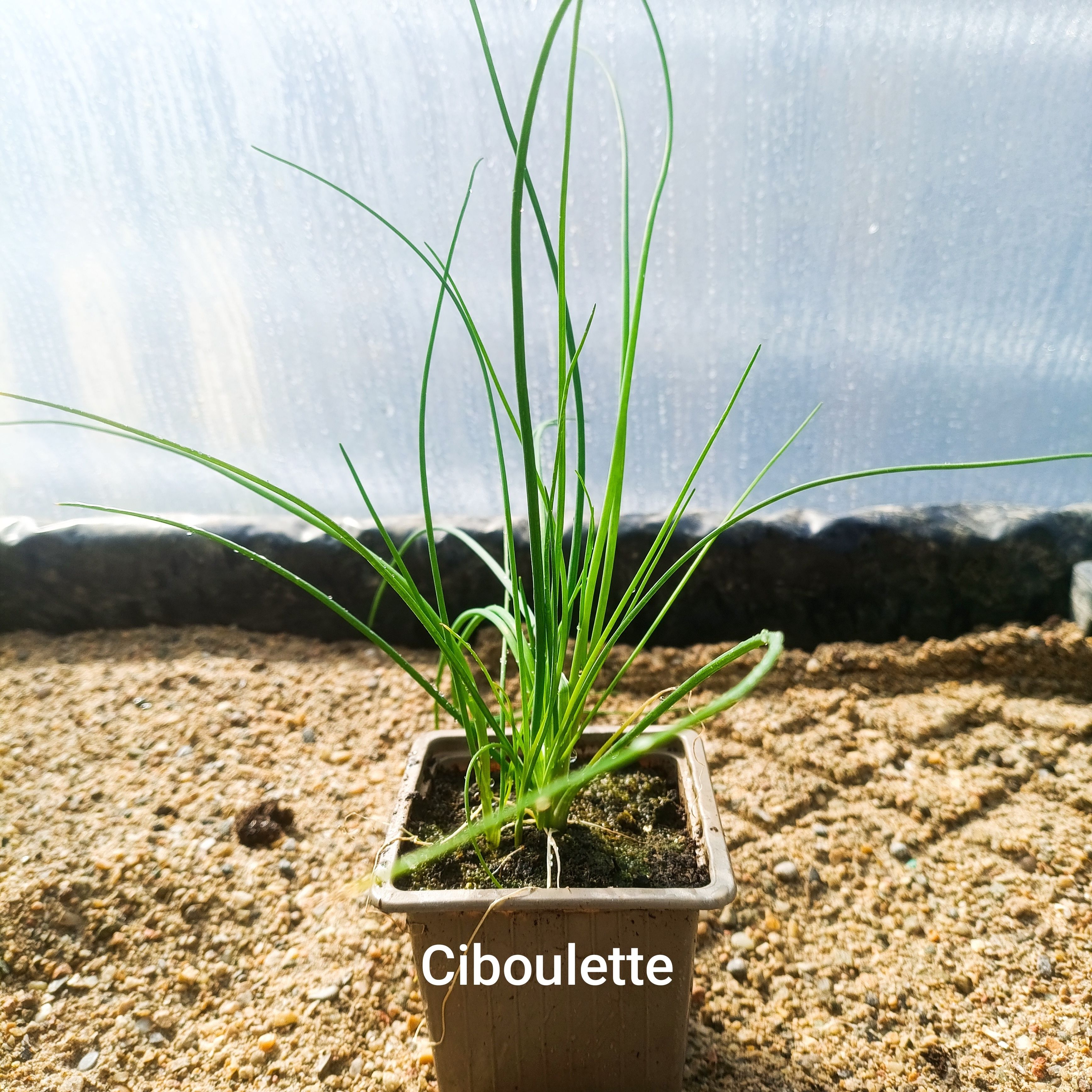 Plant aromatique - ciboulette