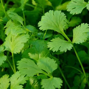 Plant - Aromatique / Coriandre