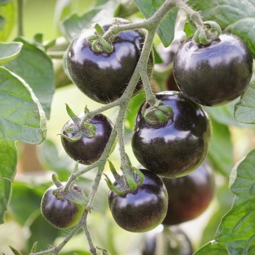 TOMATE Cocktail Osu Blue Bio