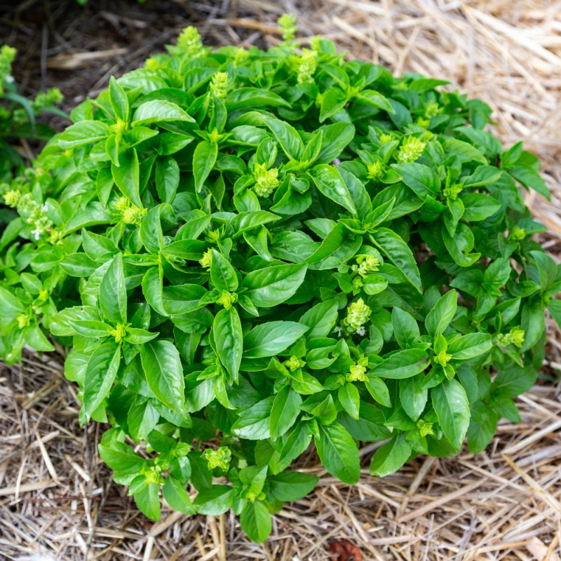 Basilic Marseillais