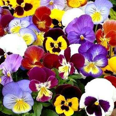 Fleurs Mini Pensée mix couleurs (par 25)