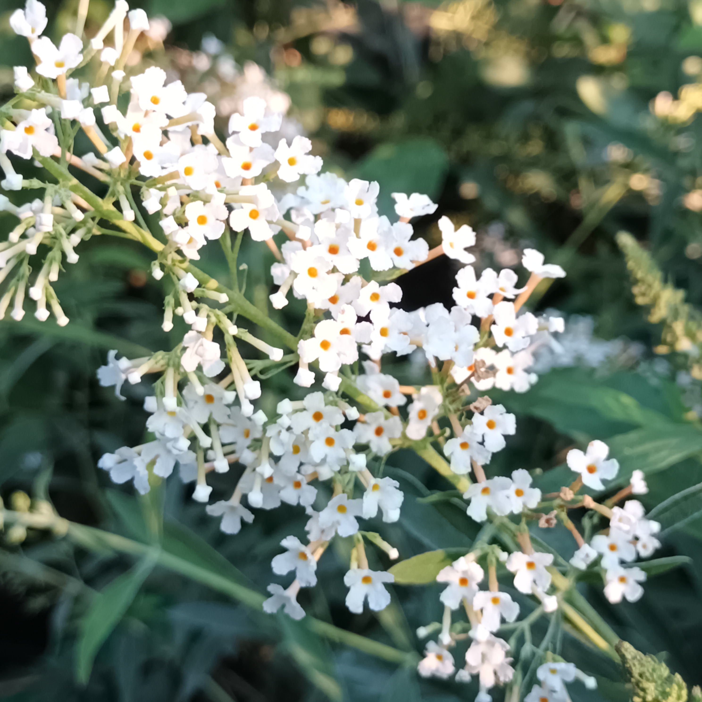 Buddleia davidii Nanho white