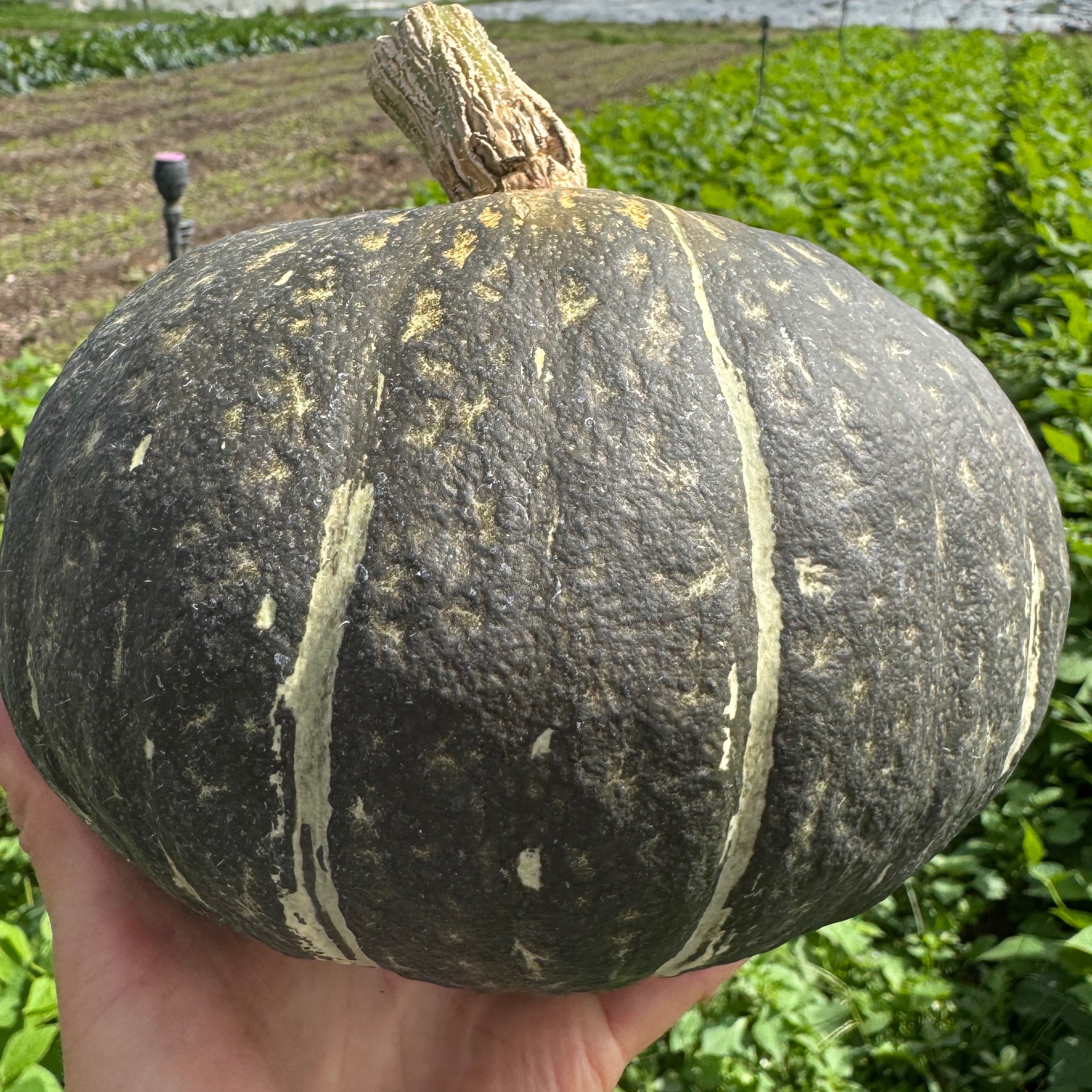 Courge Green Hokkaido