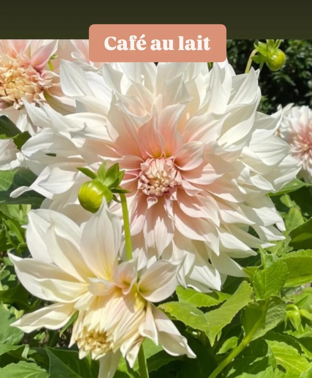 Dahlia Café au lait - 300g