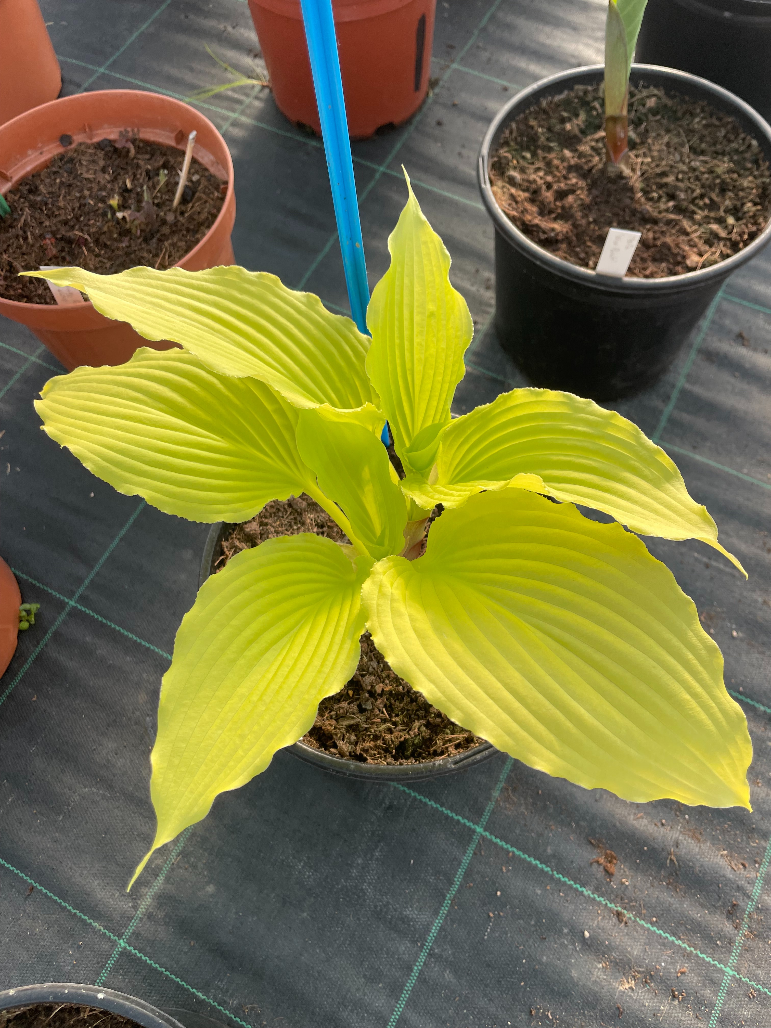 Hosta 'Dancing Queen'