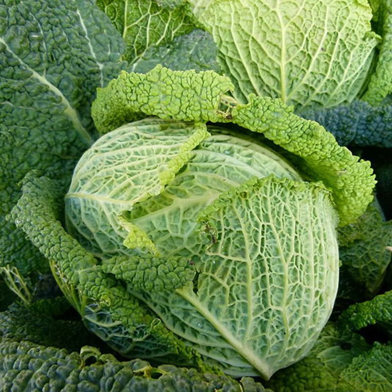 PLANT DE CHOU VERT Paradiesler