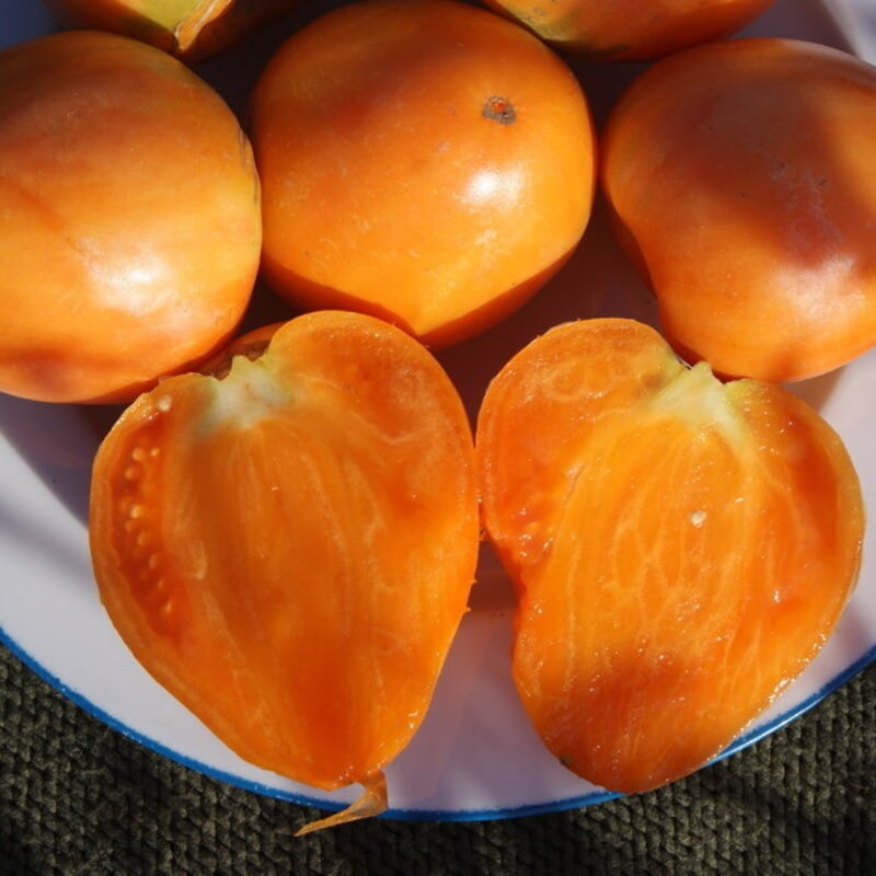 25 VERNA ORANGE