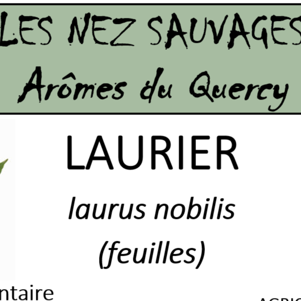 Hydrolat de Laurier Noble 200ml - 200ml