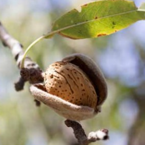 Amandier 'Sultane' / GF677