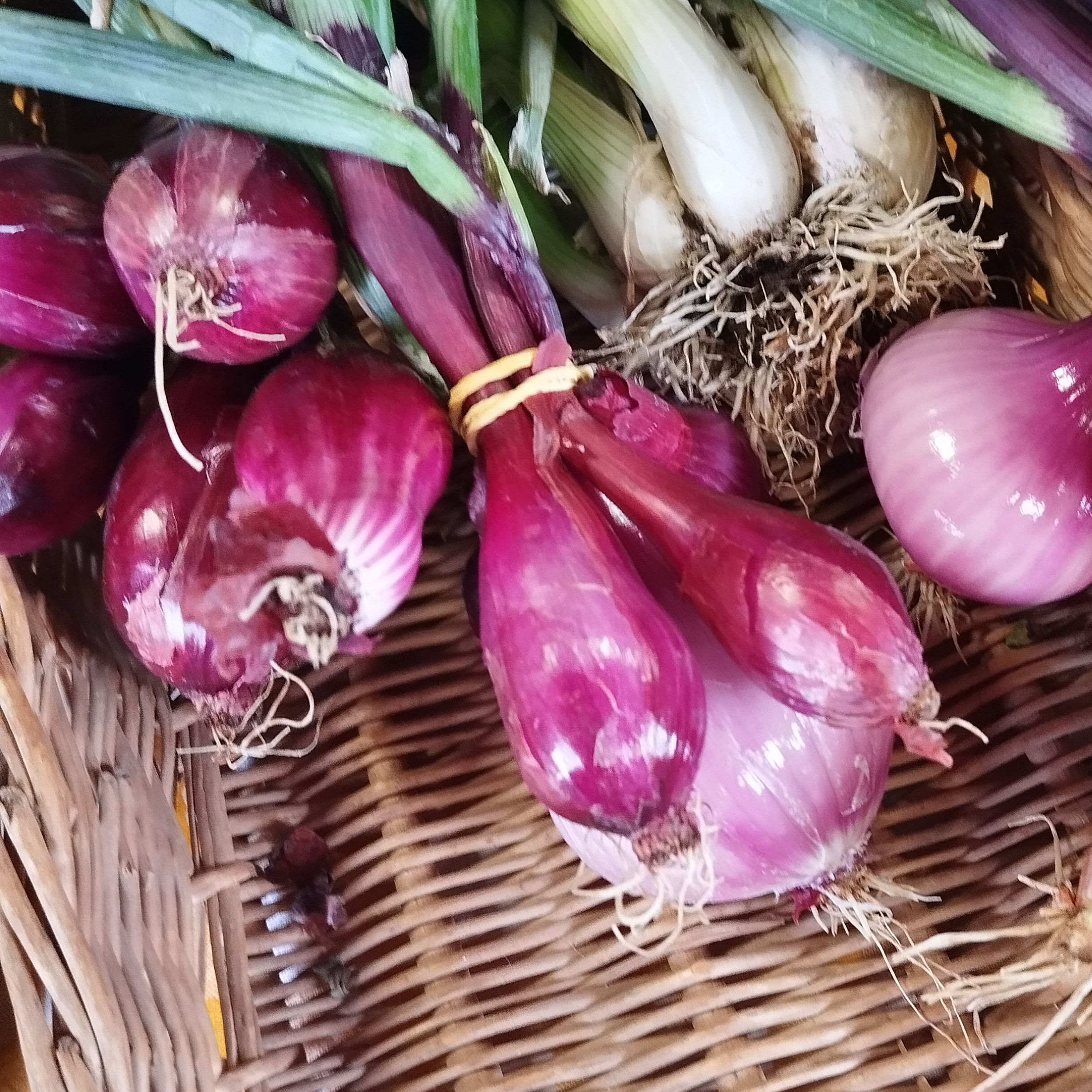 Botte d'oignions rouges noveaux