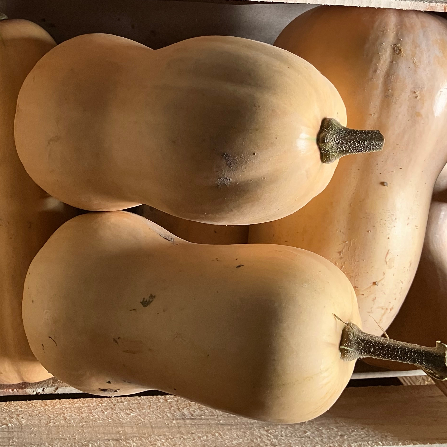 Courge Butternut - 1kg