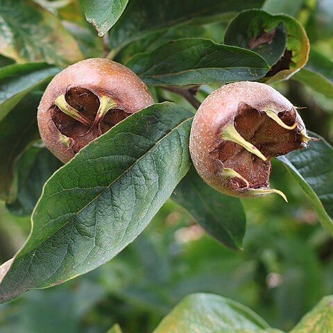 Néflier d'Allemagne - pot 2-4L